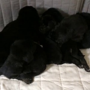 Собакокаша