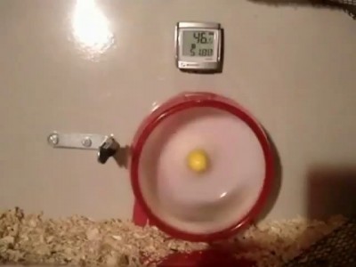 Турбо Хомяк