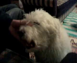 Породистый выхлоп.