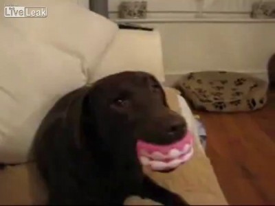 собака и игрушка