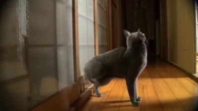 Мяукать......это старо