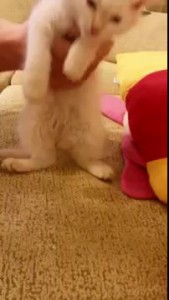 Котенка вырубает)