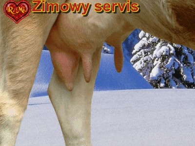 Zimowy servis - корова