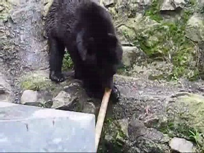 Кунг фу Медведь 2