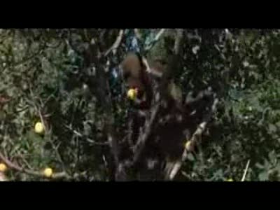 Пьянящее дерево