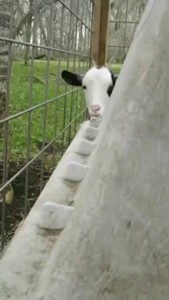 Любопытная коза