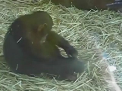 Monkey Rapes Frog