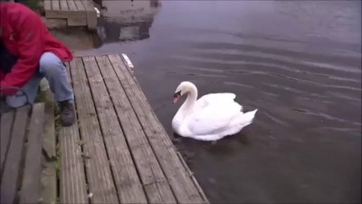 rescueningbabyswan