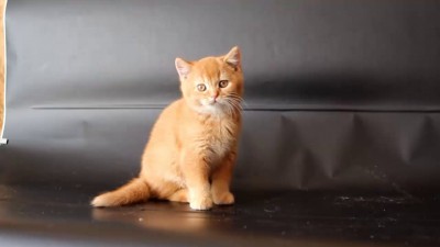 Продажа британских котят.