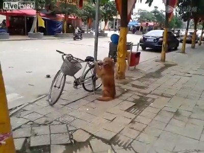 Настоящий охранник