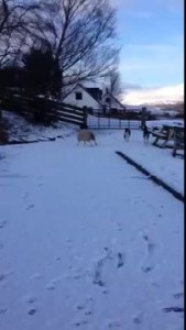 Pet the lamb that thinks it's a dog!