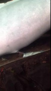 Дельфин снасильничал над мелочью 0_о