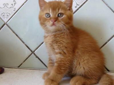 Британский котенок из питомника Plushkiss