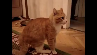 Возмущённый кот