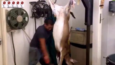 Мастер мясник ..