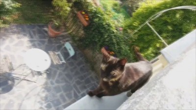 Кот альпинист