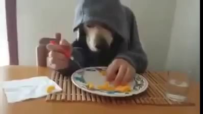 Собака ест руками