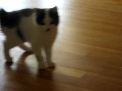 Бобтейл и хвост