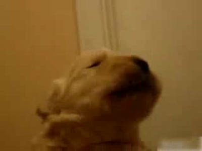 Щенок учится свистеть