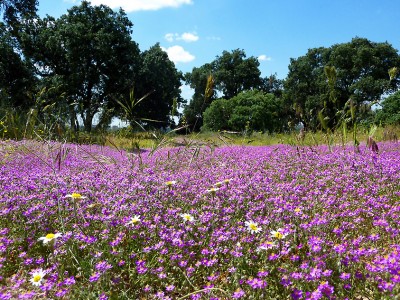 Радости лета