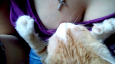 Новый котик