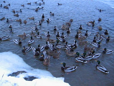 Селезни и Дед Мороз