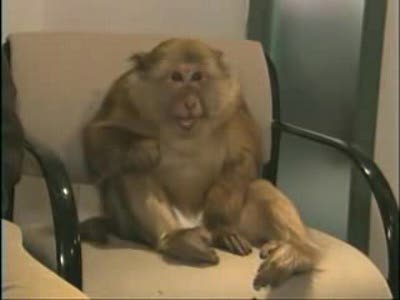 Вирус свинного гриппа