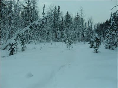 Согревающий сибирский тектоник! 