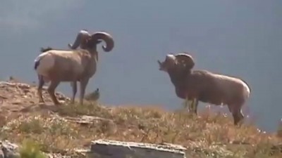 Горные бараны - борьба
