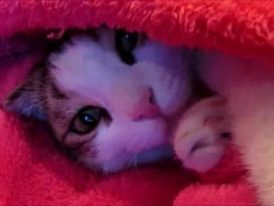 Трудовые будни кота Вильяма