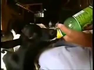 Обморочные козы.flv