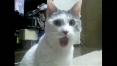 Кот удивлен