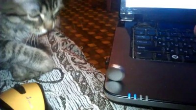 мой кот и магнит