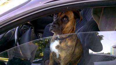 собака-неадеквака