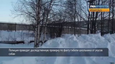 В Архангельске занялись отловом бездомных собак