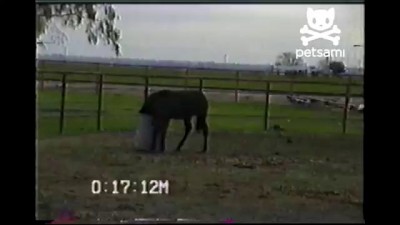 Лошадка и мусорный бак