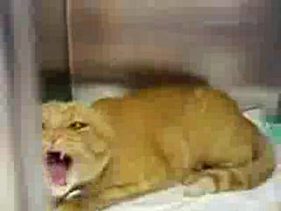 добрый котег