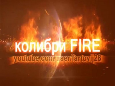 Колибри FIRE#7 бьет- значит любит ?'часть 2' beats-means love?' part 2'