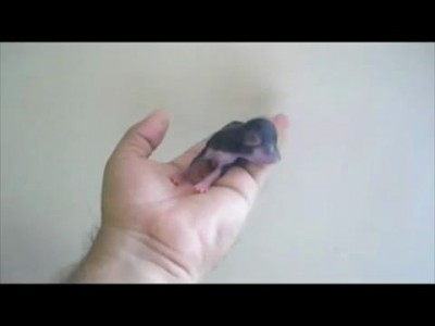 Симпатичный Новорожденный Чихуахуа