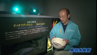 Гигантский изопод