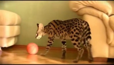 Домашний Сервал питомника L'UNICORNE (TV Москва Доверие)