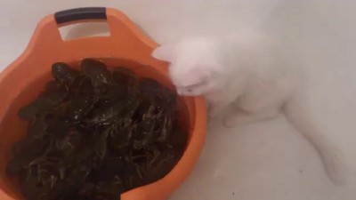 Спасение раков