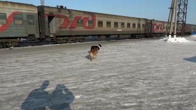 Отпугиватель собак