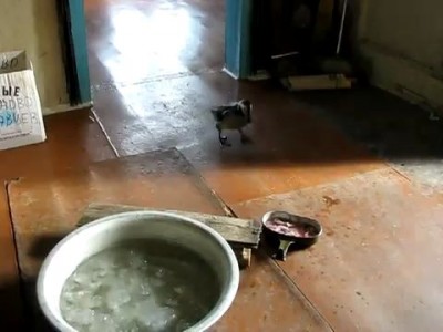 Серая Шейка Владимира Аксёнова