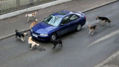 Дорожно-патрульная стая