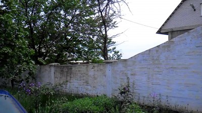 Любопытный пёс