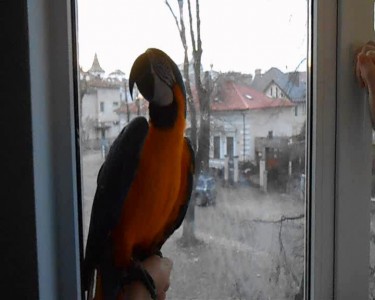 Попугай ара разговаривает