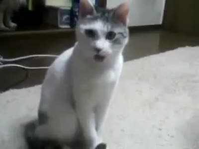 Удивленный кот