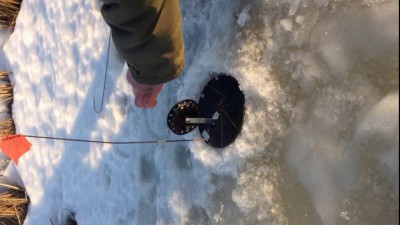 Щука на зимнюю жерлицу