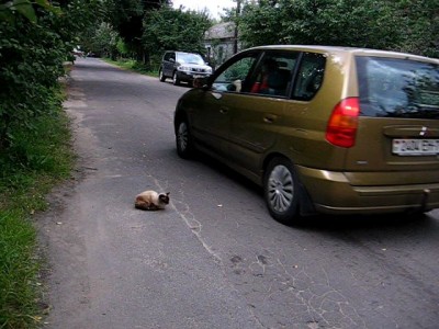 Самый наглый кот района